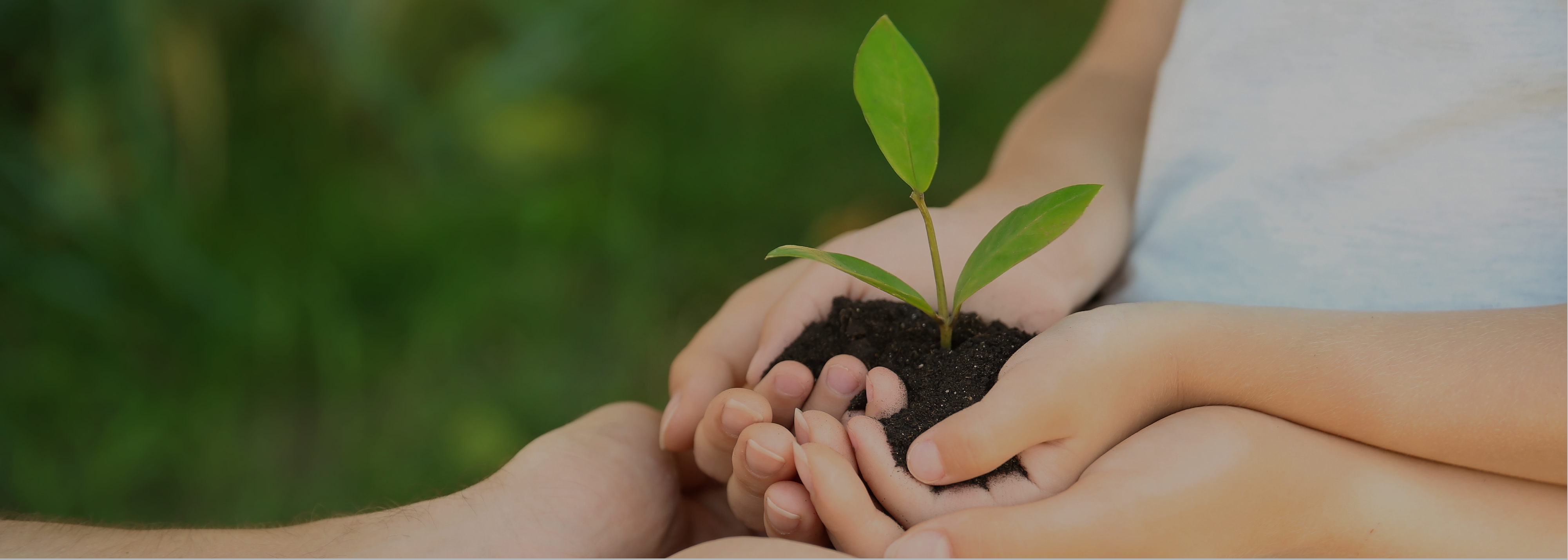 Golden Chicken Essence